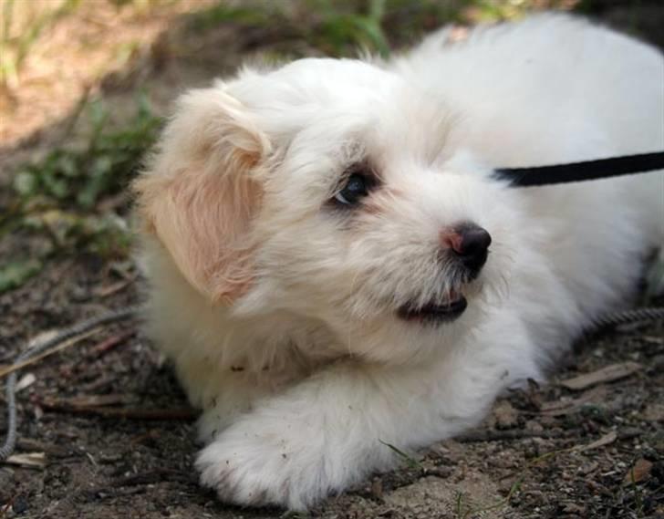 Coton de tulear Carlo Uno *Min bamse* billede 11