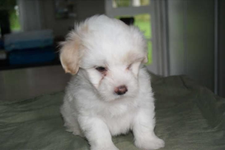 Coton de tulear Carlo Uno *Min bamse* billede 13