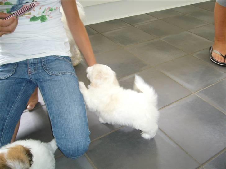 Coton de tulear Carlo Uno *Min bamse* billede 14