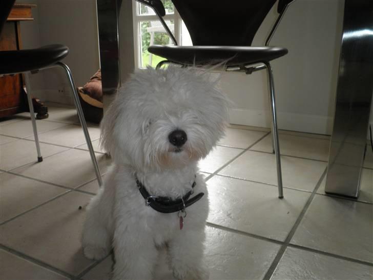 Coton de tulear Carlo Uno *Min bamse* billede 15
