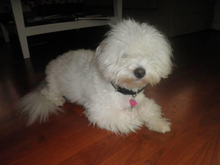 Coton de tulear Carlo Uno *Min bamse* billede 16