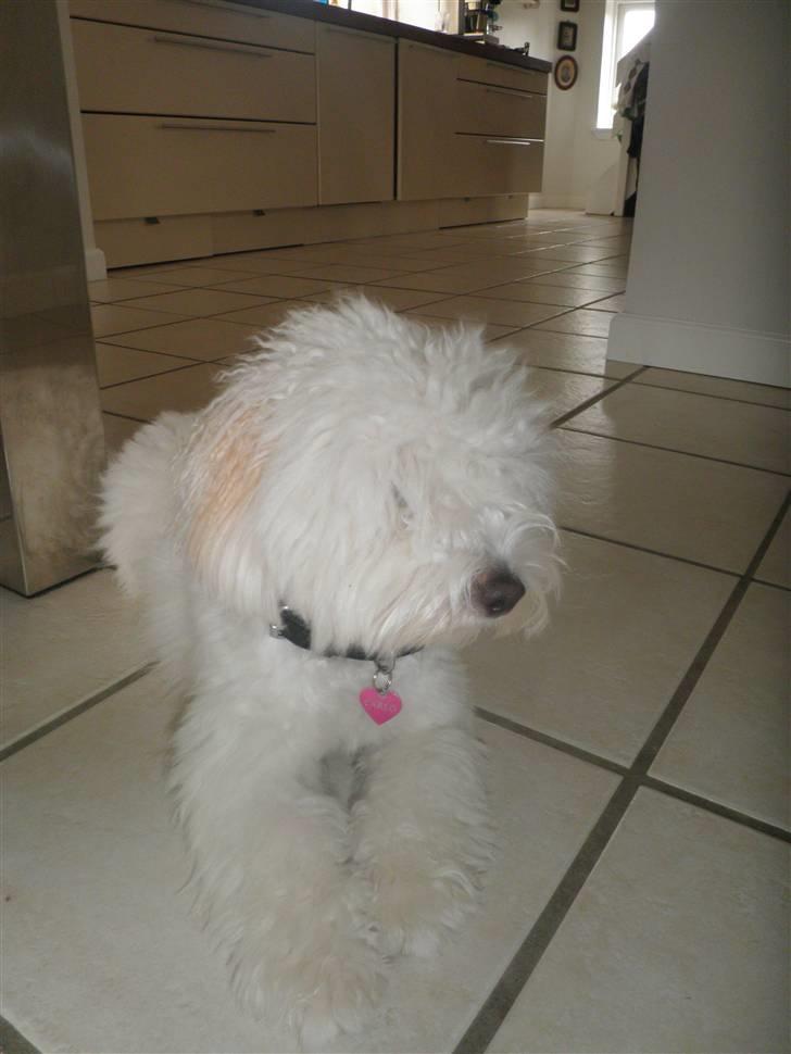 Coton de tulear Carlo Uno *Min bamse* billede 17