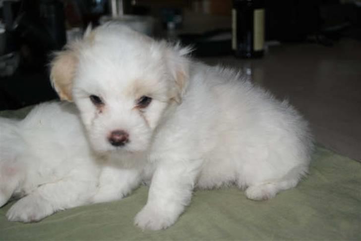 Coton de tulear Carlo Uno *Min bamse* billede 18