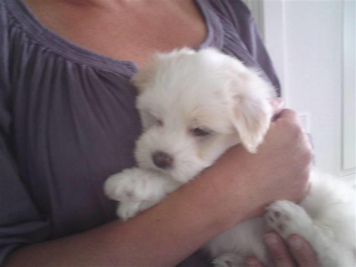Coton de tulear Carlo Uno *Min bamse* billede 19