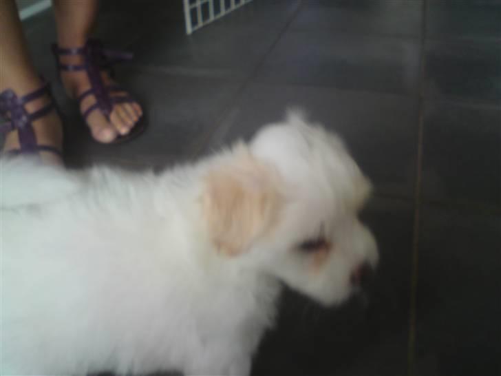 Coton de tulear Carlo Uno *Min bamse* billede 20