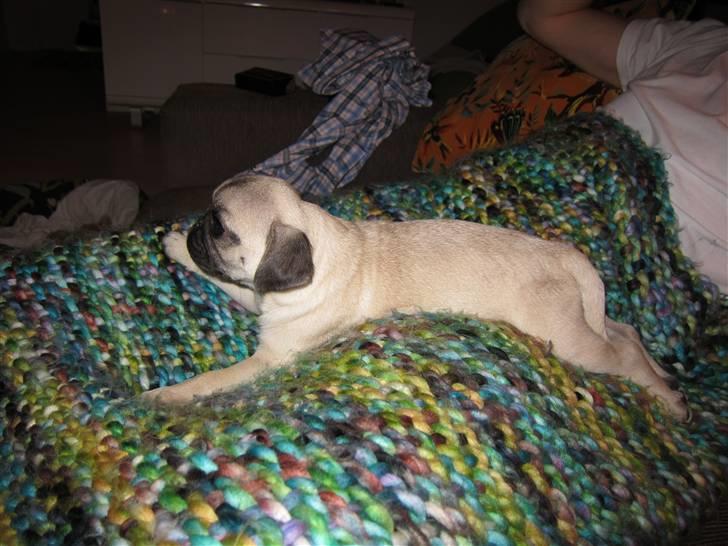 Mops Peanut billede 8