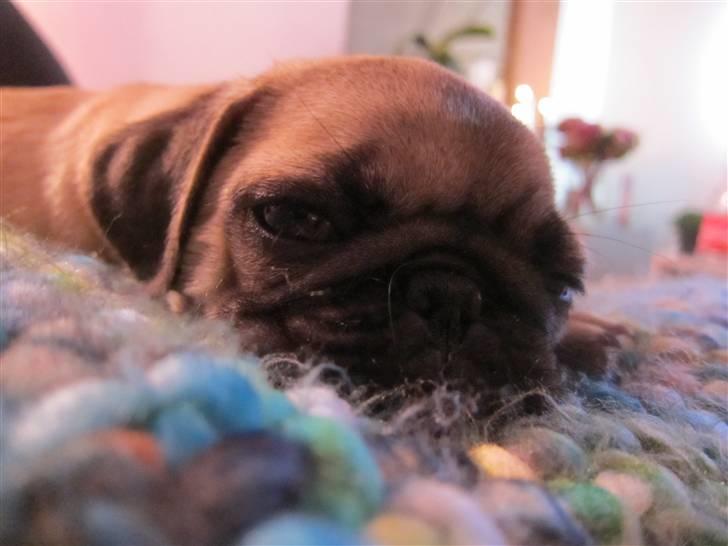 Mops Peanut billede 9