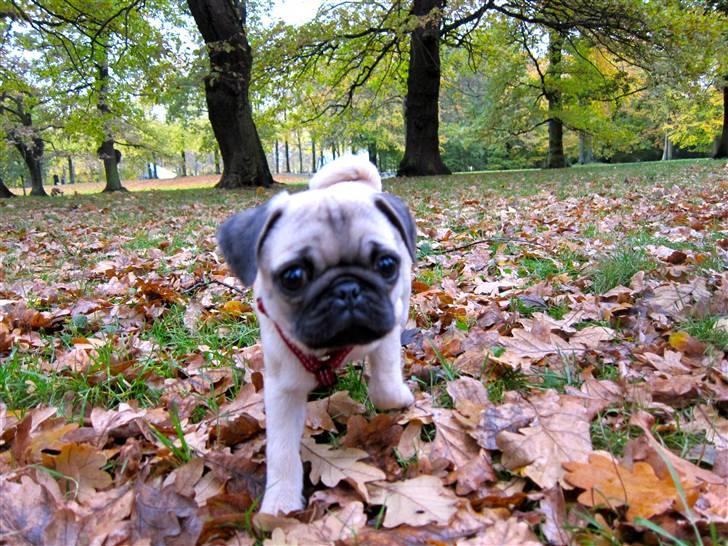 Mops Peanut billede 10