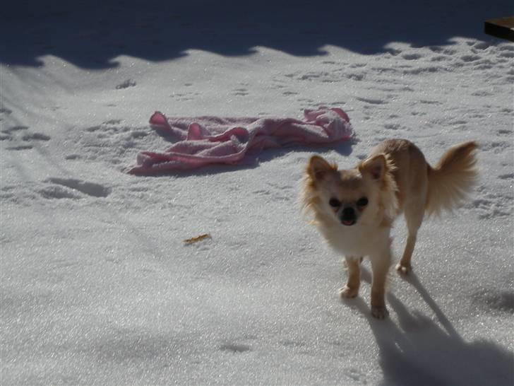 Chihuahua Sofus  - sofus rækker tunge til fotografen :-) han elsker sne og falder heldigvis ikke igennem :-D billede 5