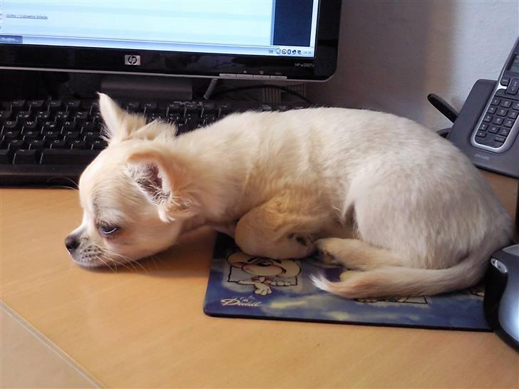 Chihuahua Sofus  - som hvalp kunne han snildt ligge på musemåtten :-) billede 6