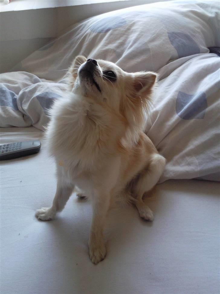 Chihuahua Sofus  - så fin du er :-)  billede 7