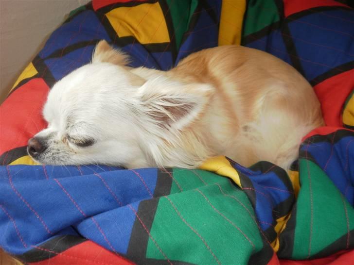 Chihuahua Sofus  - sofus elsker at putte i en sækkestol - den former sig efter hans liggestilling :o) billede 8