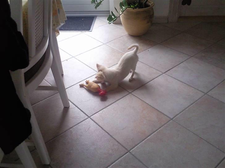 Chihuahua Sofus  - meget legesyg som hvalp - og det er han stadig :o) billede 9