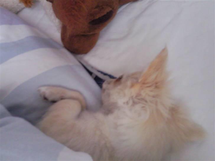 Chihuahua Sofus  - skønt at ligge under dynen :o) billede 10