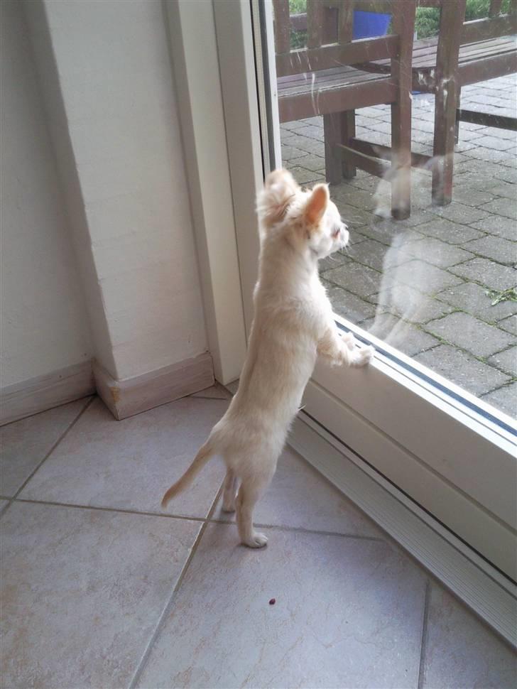 Chihuahua Sofus  - jeg er nysgerrig :-) billede 11