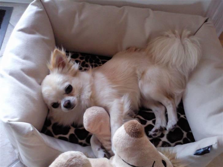 Chihuahua Sofus  - han elsker at lege med pinse i sengen :-) billede 12
