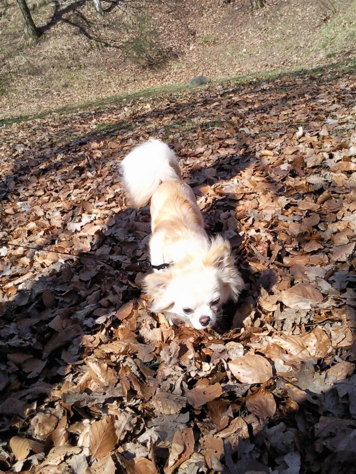 Chihuahua Sofus  - sofus i efterårsbladene :-) billede 13