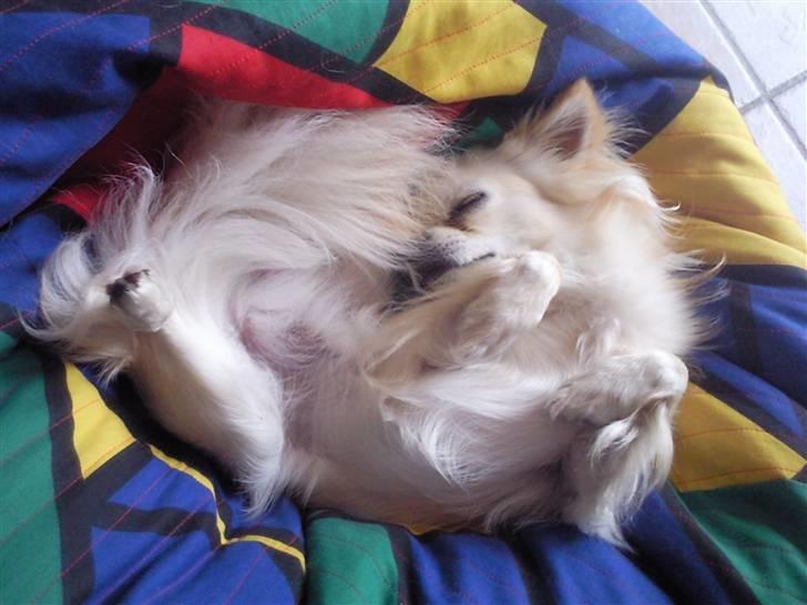 Chihuahua Sofus  - det han elsker aller mest :-D billede 14