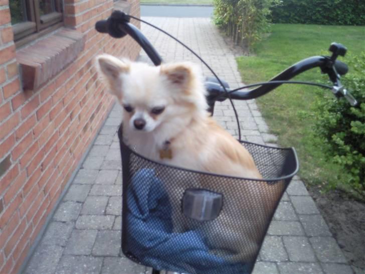 Chihuahua Sofus  - når trine og sofus skal på tur :o) billede 15