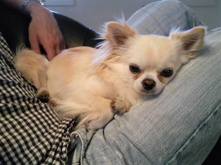 Chihuahua Sofus  - en hygge aften :-) billede 16