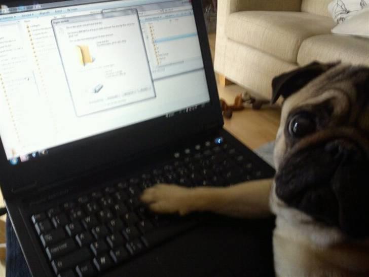 Mops Ozzy - Er det okay jeg lige tjekker computeren? billede 16
