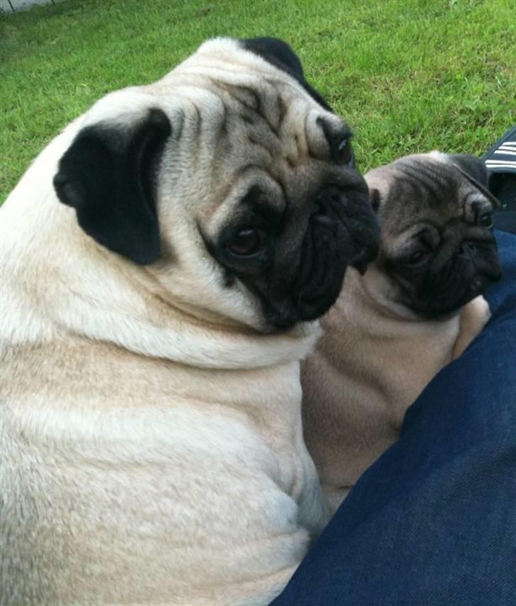 Mops Ozzy - Amiee og Ozzy.  billede 17