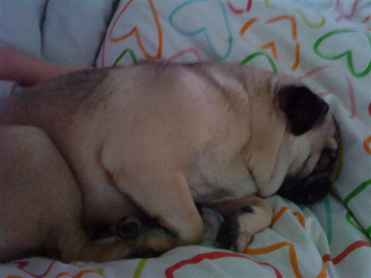 Mops Ozzy billede 18