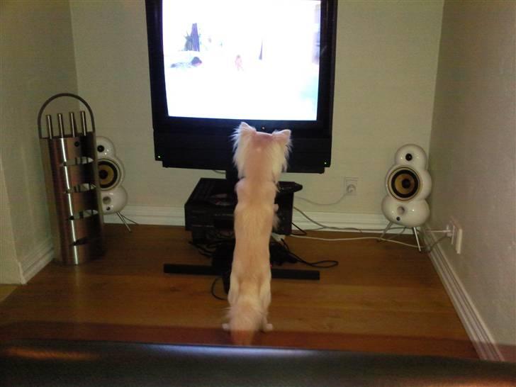 Chihuahua Sofus  - sofus opdagede nogle hunde i fjernsynet :o) billede 17