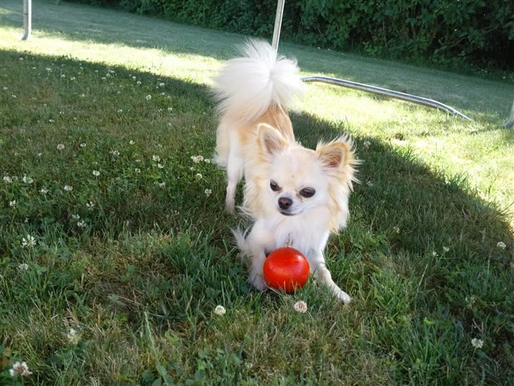 Chihuahua Sofus  - Jeg elsker dig min smukke og dejlige hund (´: <3 billede 18