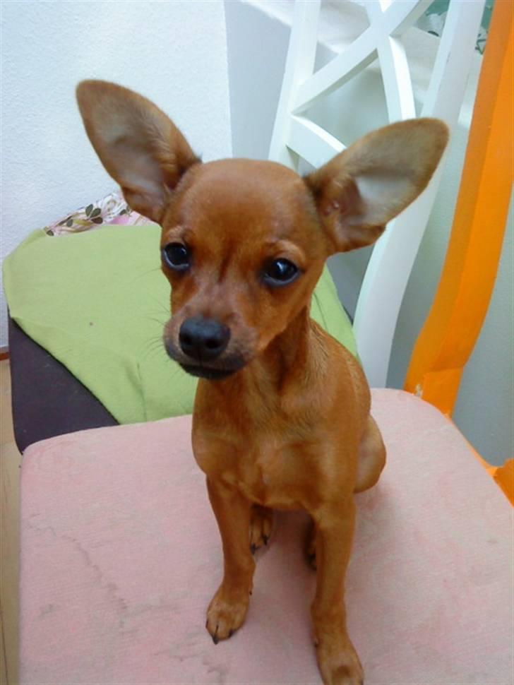 Dvaergpinscher Charlie Brown billede 13