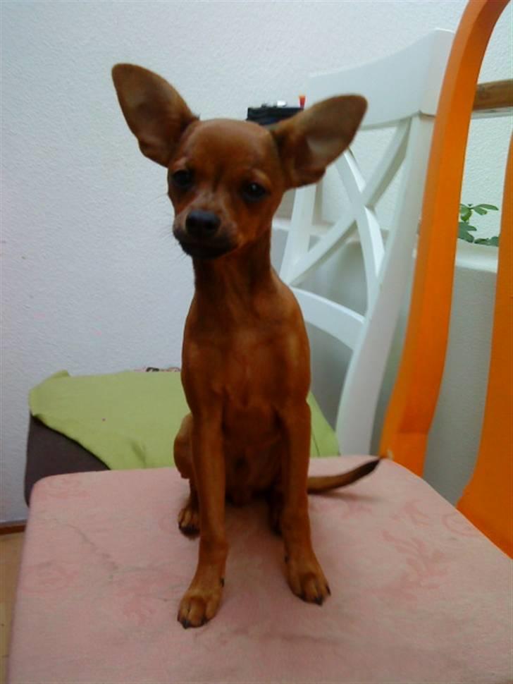 Dvaergpinscher Charlie Brown billede 14