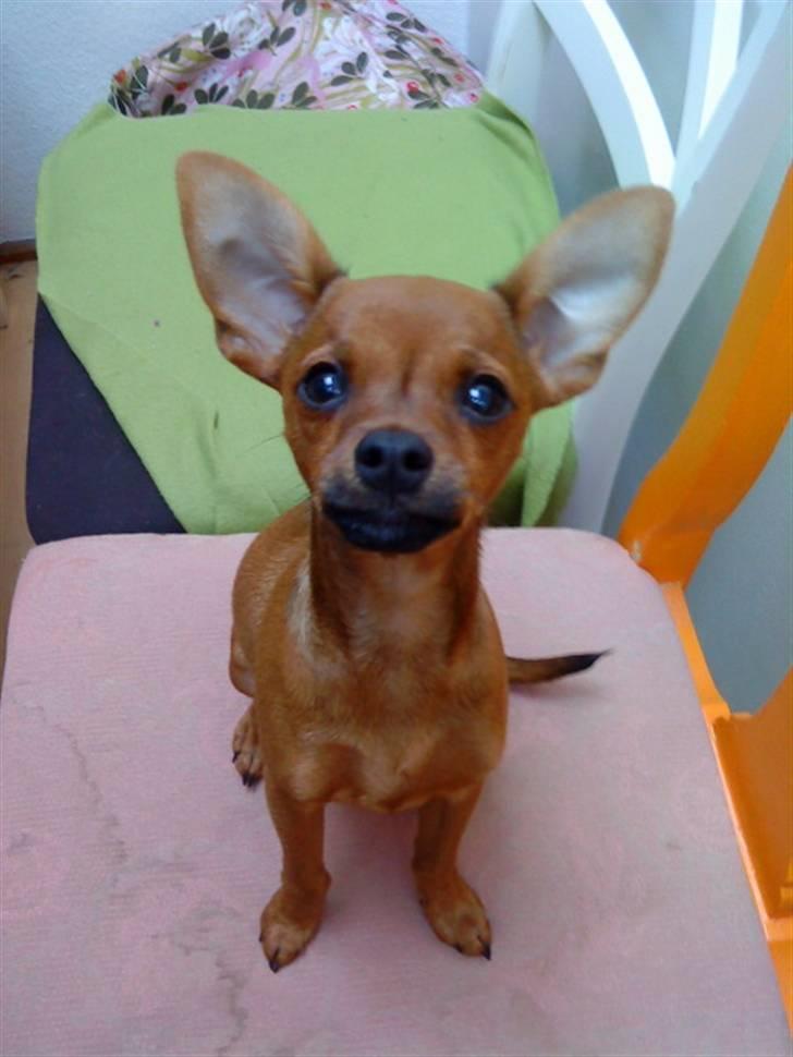 Dvaergpinscher Charlie Brown billede 15