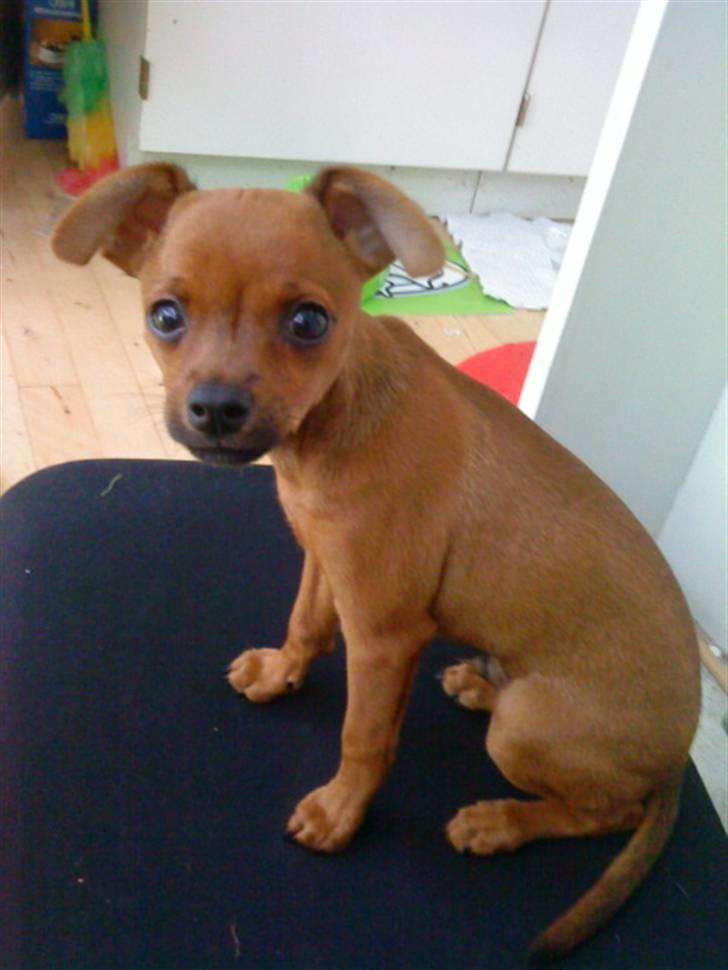 Dvaergpinscher Charlie Brown billede 16