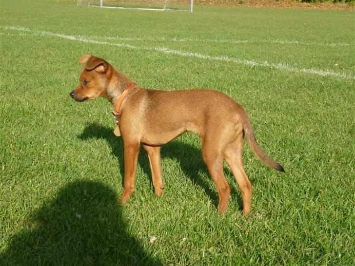 Dvaergpinscher Charlie Brown billede 17
