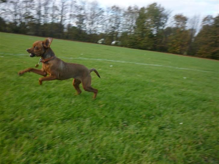 Dvaergpinscher Charlie Brown billede 18