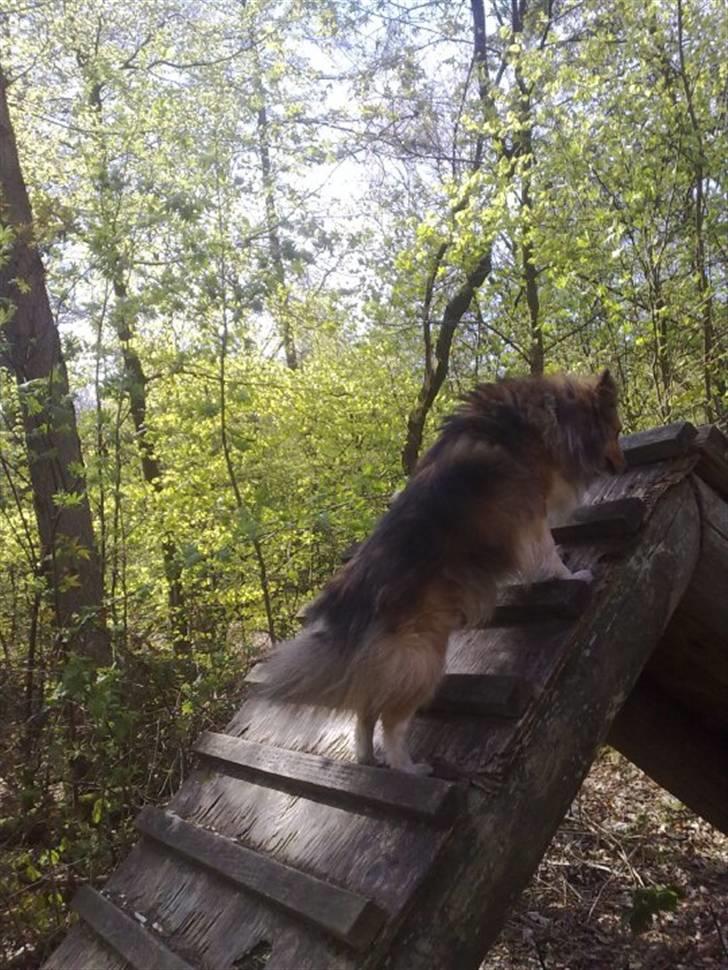 Shetland sheepdog Saphire - safir i skoven :) op ad en agility ting :) billede 16