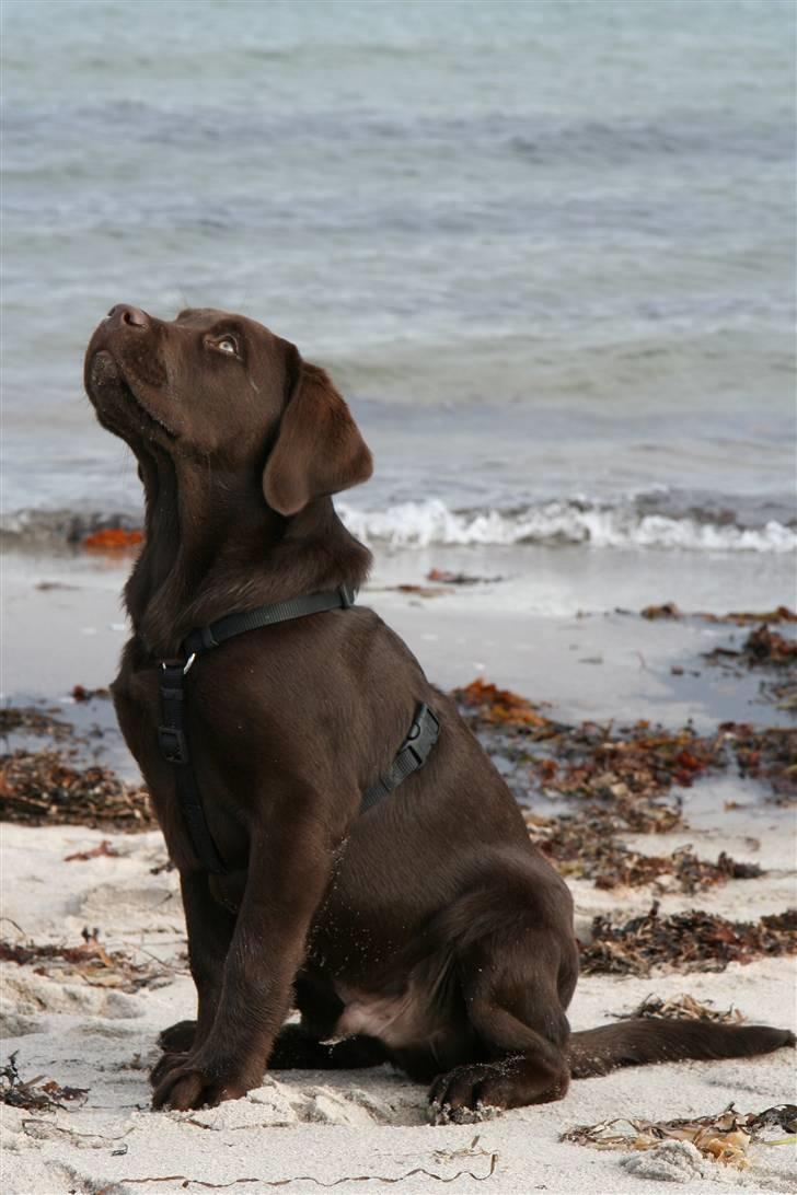 Labrador retriever Mikker - 15 uger, sin første tur til stranden billede 13