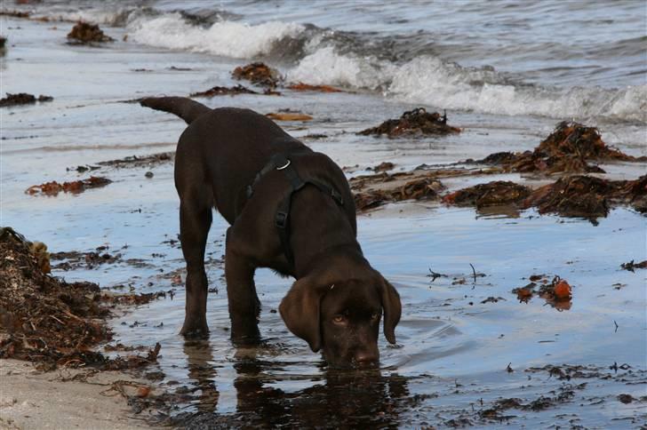 Labrador retriever Mikker - 15 uger billede 14