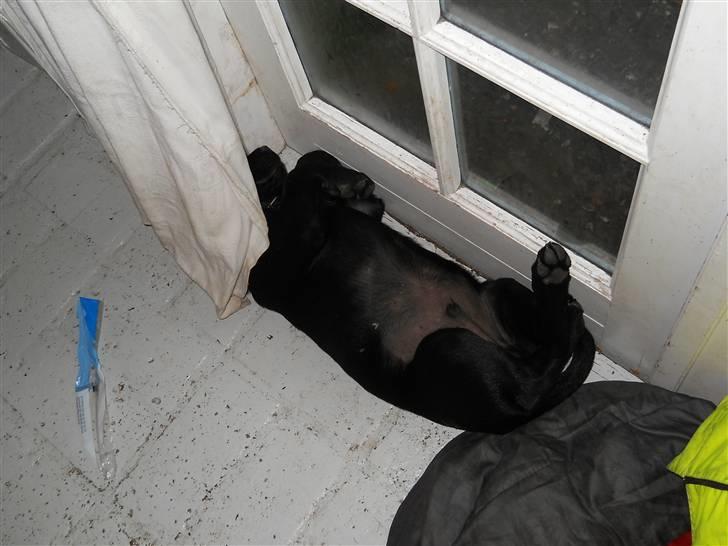 Labrador retriever Thor - ligger lige og sover lidt :) billede 2