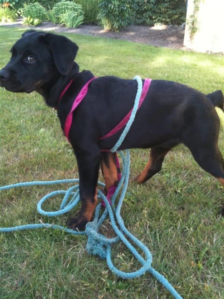 Rottweiler Daisy billede 1