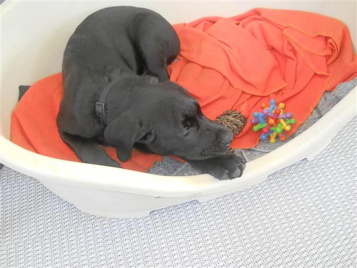 Labrador retriever Thor billede 3