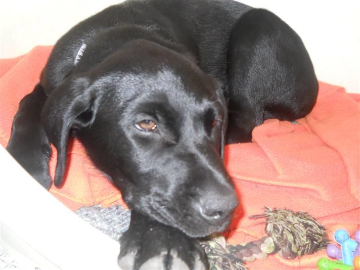 Labrador retriever Thor billede 4