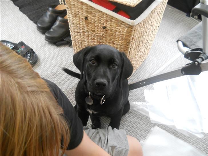 Labrador retriever Thor - se lige hvor fint jeg sidder :) billede 5