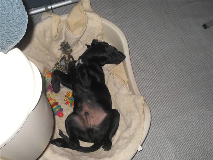 Labrador retriever Thor billede 6