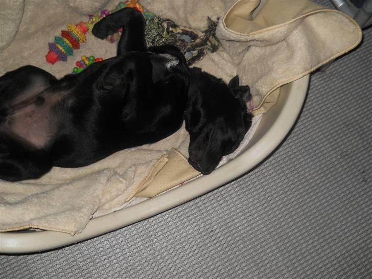 Labrador retriever Thor billede 7