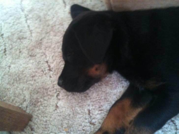 Rottweiler Daisy - Dette billede blev taget ca. 2 dage efter mig og min kæreste hentede hende(; billede 2