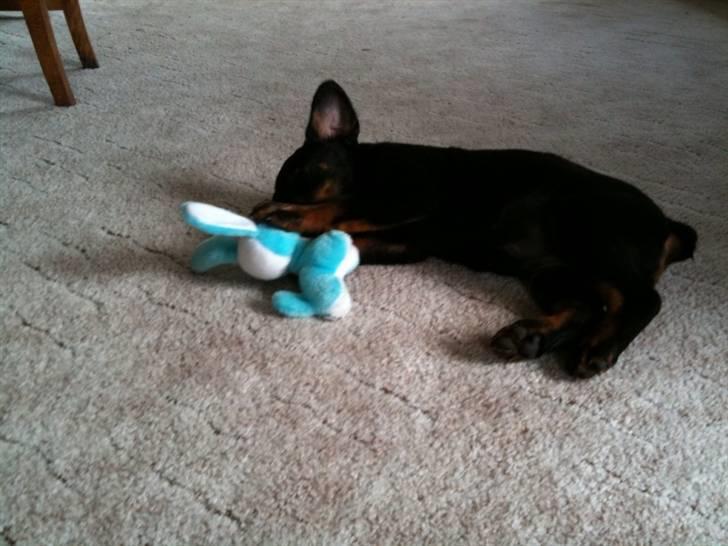 Rottweiler Daisy - Dette billede blev taget ca. 2 dage efter mig og min kæreste hentede hende(; billede 3