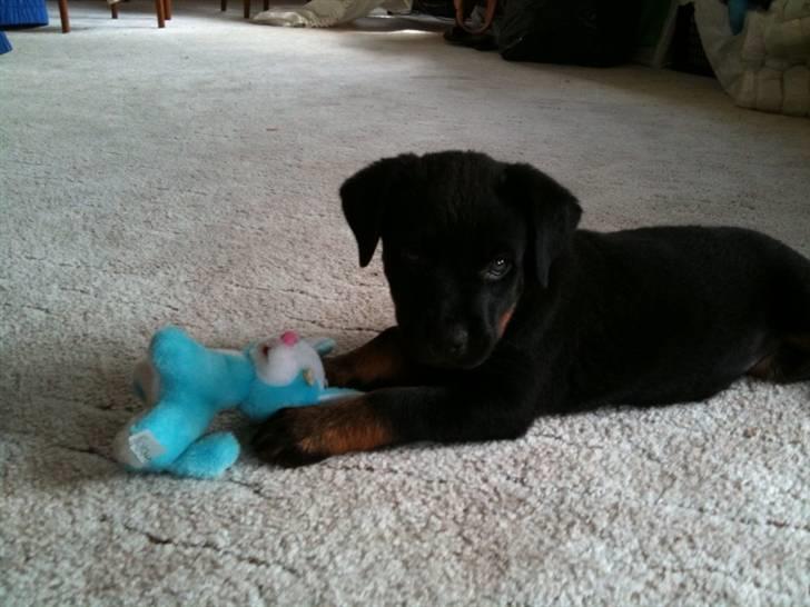 Rottweiler Daisy - Dette billede blev taget ca. 2 dage efter mig og min kæreste hentede hende(; billede 4