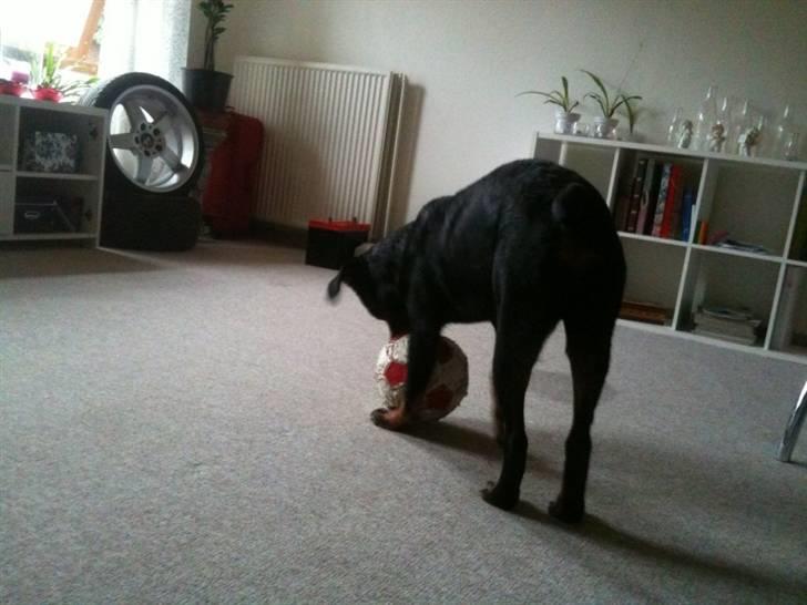 Rottweiler Daisy - hun elsker at lege(; billede 5