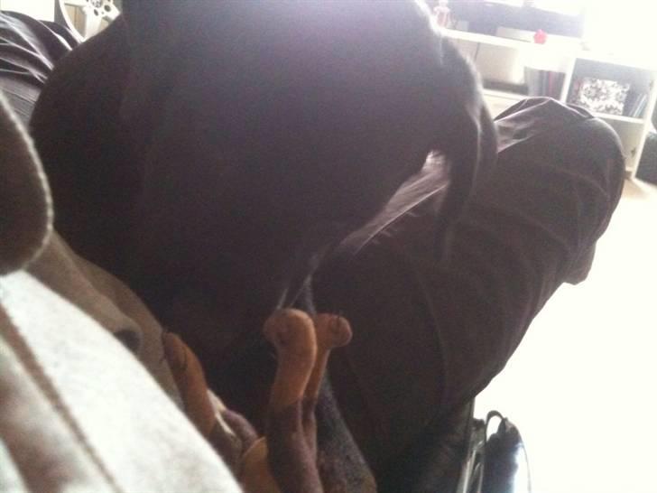 Rottweiler Daisy billede 6